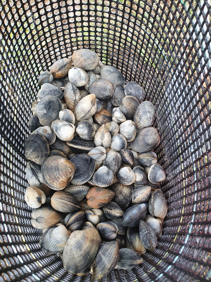 Initiation à la pêche à pied aux coquillages à Saint-Malo
